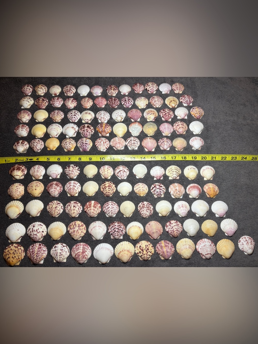 120 - Sanibel Island Scallop Seashell Collection.  Great for crafters!!